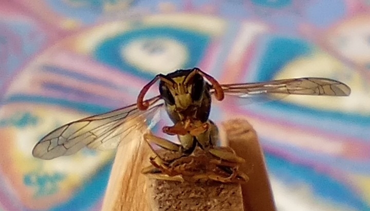 Zen.nl, Zen, meditatie, leren mediteren, foto